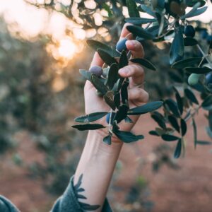 CURSO DE OLEOTURISMO - 60 Horas